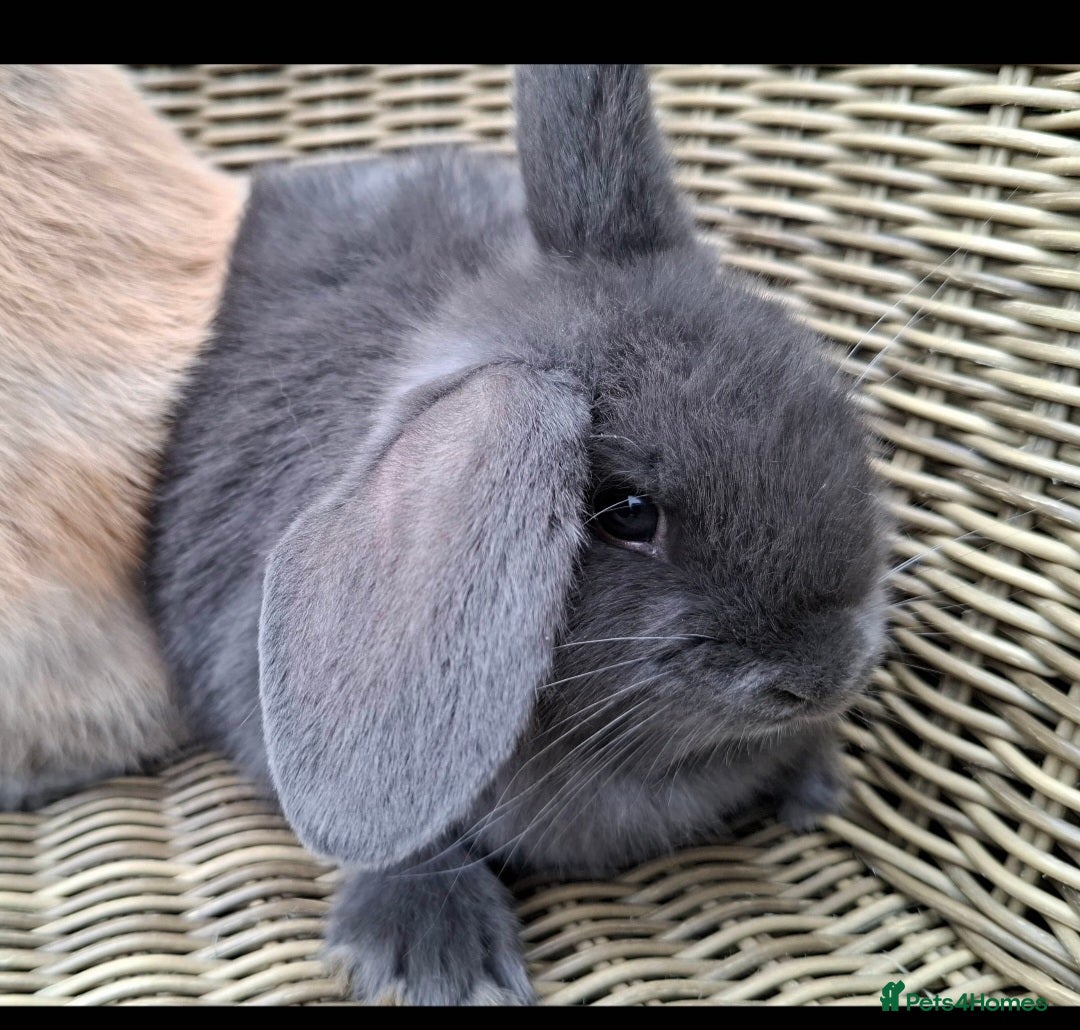 Mini Lop rabbits for sale: Baby mini lops ready to be reserved  - Image 5
