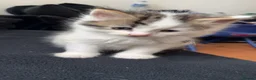 British Shorthair cats for sale: 5 beautiful calico kittens mix - Advert 7
