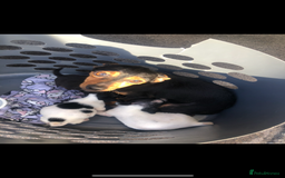Jack Russell dogs for sale: Jack Russell  - Image 8