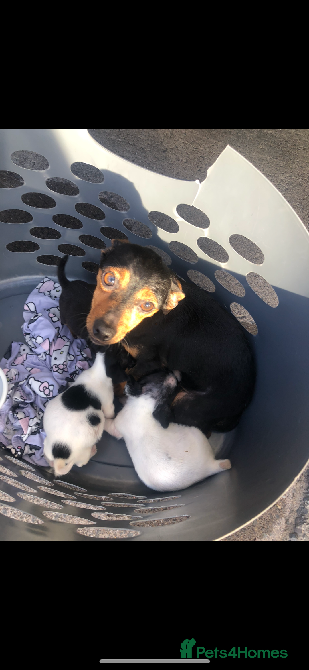 Jack Russell dogs for sale: Jack Russell  - Image 8