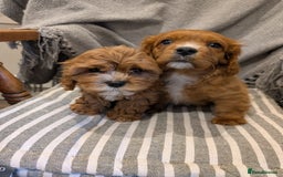 Cavachon dogs for sale: 2 Stunning Deep Red F1b Cavachon Puppies💙🩷 - Advert 1