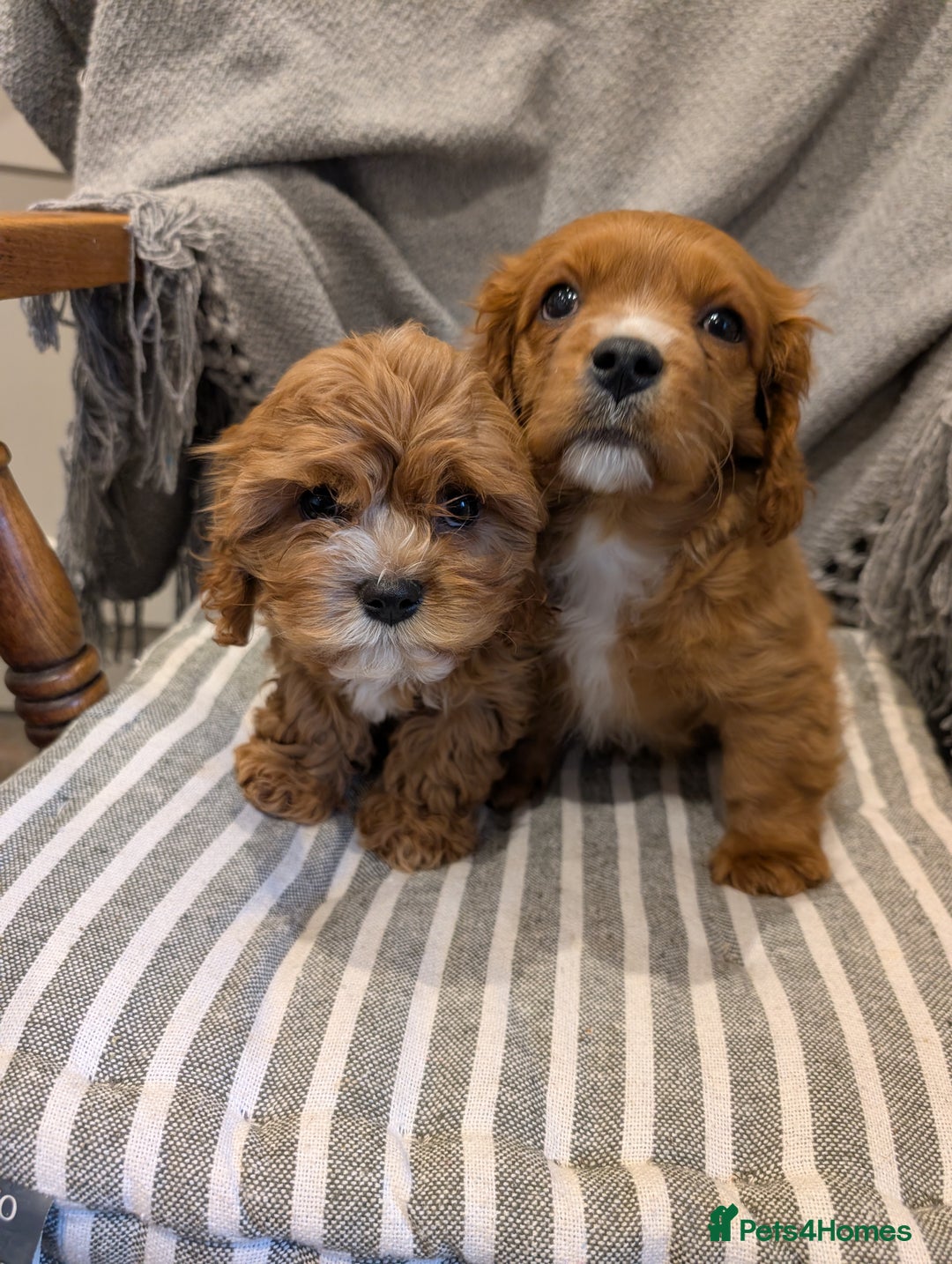 Cavachon dogs for sale: 2 Stunning Deep Red F1b Cavachon Puppies💙🩷 - Advert 1