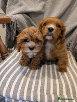 Cavachon dogs 2 Stunning Deep Red F1b Cavachon Puppies💙🩷 - Advert 1