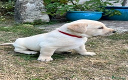 Labrador Retriever dogs for sale: Golden Labrador Puppies for Sale - Image 15