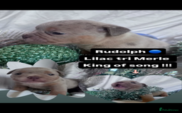 English Bulldog dogs for sale: 11 wonderful healthy happy bulldog babies  - Advert 11