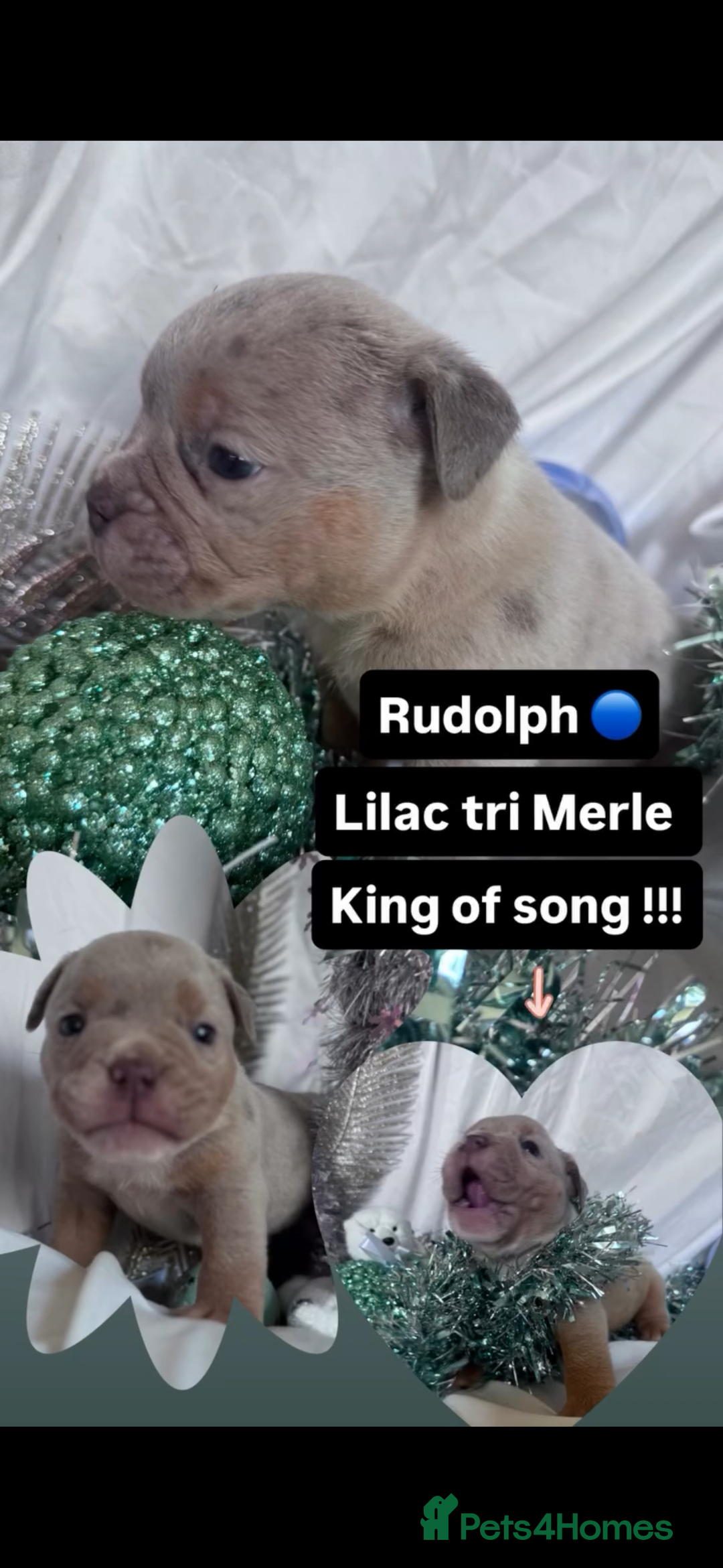 English Bulldog dogs for sale: 11 wonderful healthy happy bulldog babies  - Advert 11