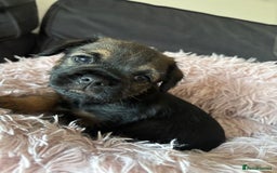 Border Terrier dogs for sale: BORDER TERRIER PUPPIES FOR SALE - Image 4