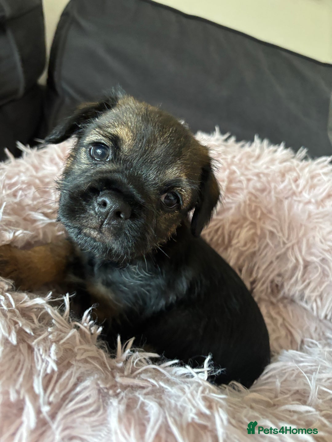 Border Terrier dogs for sale: BORDER TERRIER PUPPIES FOR SALE - Image 4