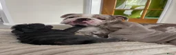 English Bulldog dogs for sale: 2 beautiful English Bulldog puppies 🥰🐶 - Advert 7