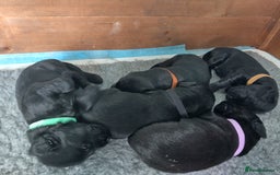 Flat coated Retriever dogs for sale: Nine beautiful flat coat retriever puppies in Falkirk - Image 7