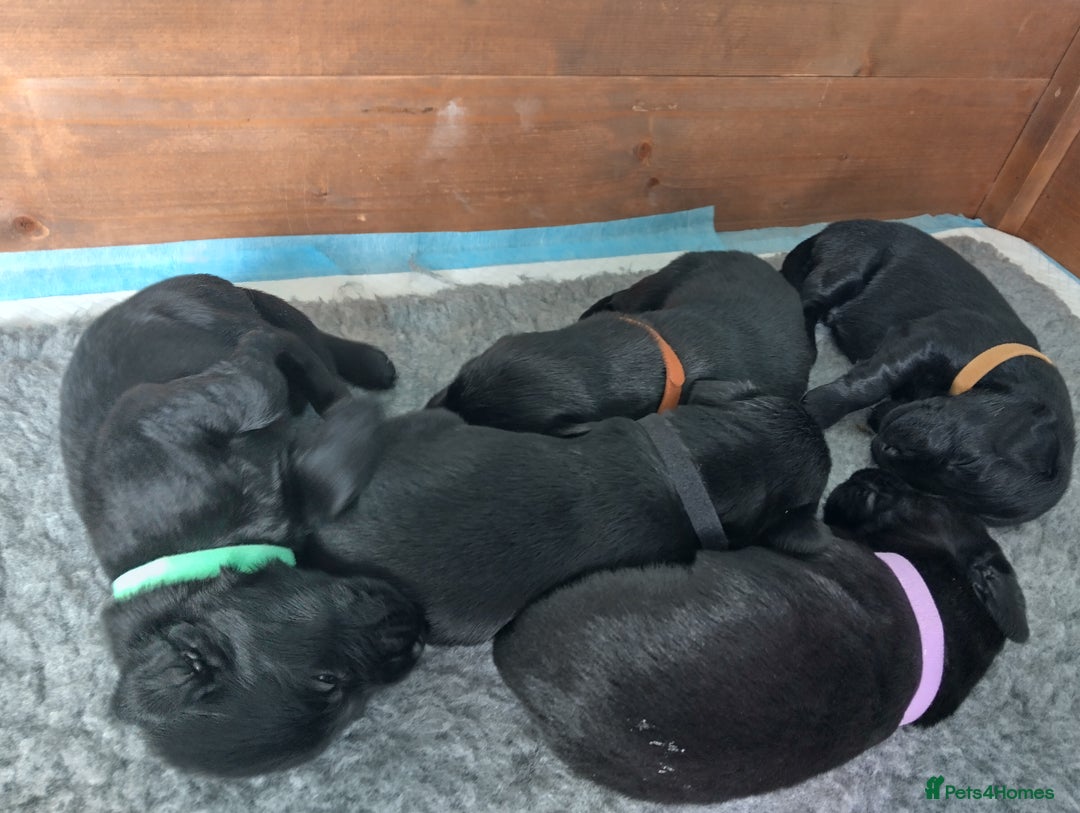 Flat coated Retriever dogs for sale: Nine beautiful flat coat retriever puppies in Falkirk - Image 7
