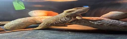Bearded Dragon reptiles for sale: Male bearded dragon , proven breeder in Northallerton - Advert 4