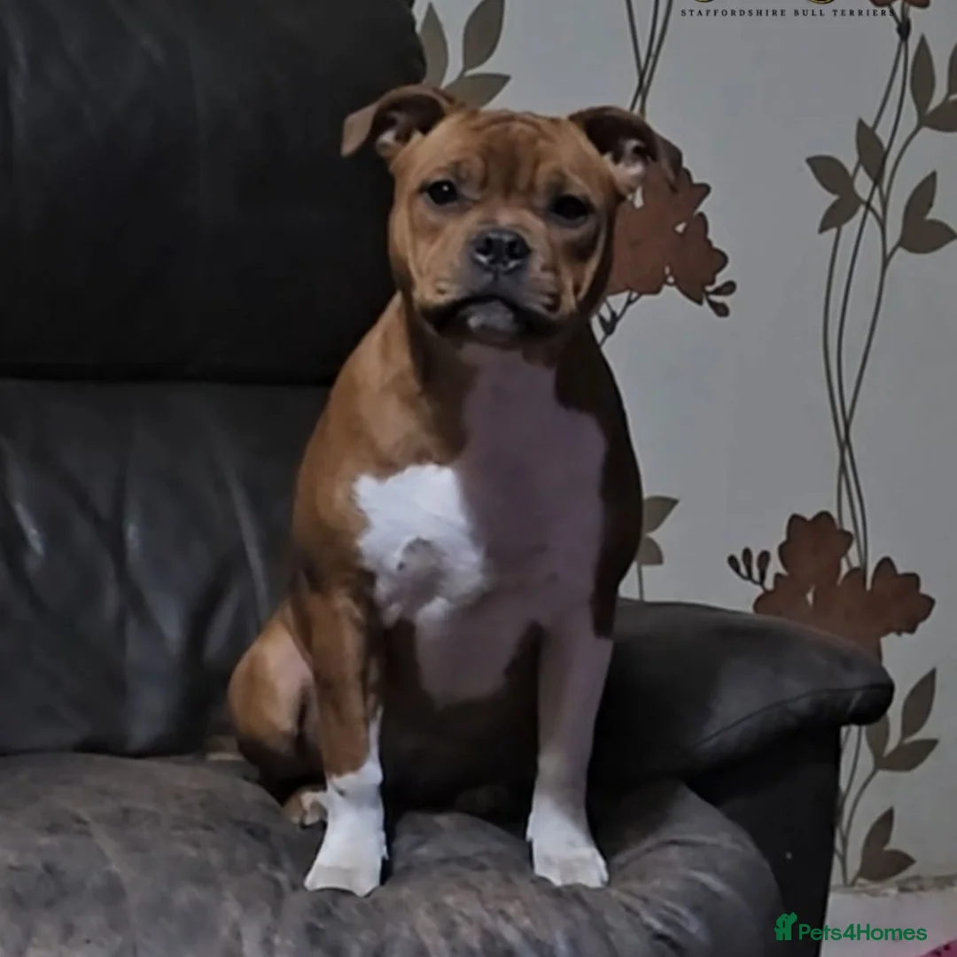 Staffordshire Bull Terrier dogs for stud: 🥨CHIEF CHAMPION SIRED. 🥨🏆  in Rochdale - Advert 23