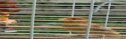 Canaries birds for sale: 2 beautiful canaries  in Dartford - Advert 1