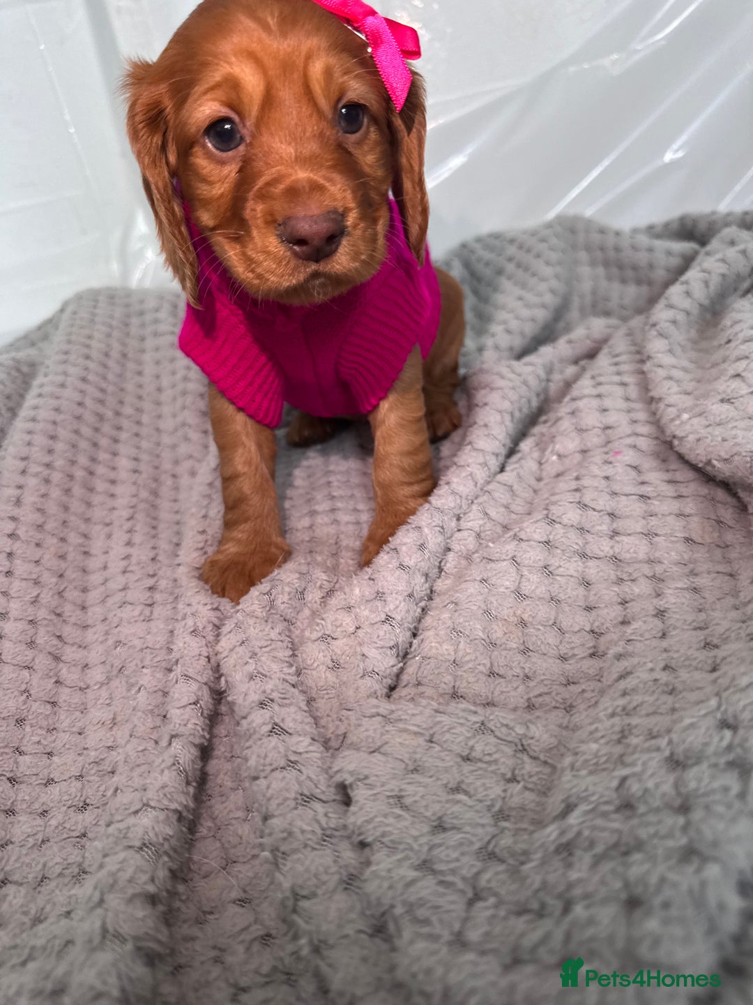 Cocker Spaniel dogs for sale: Pure breed cocker spaniels puppies  - Image 3