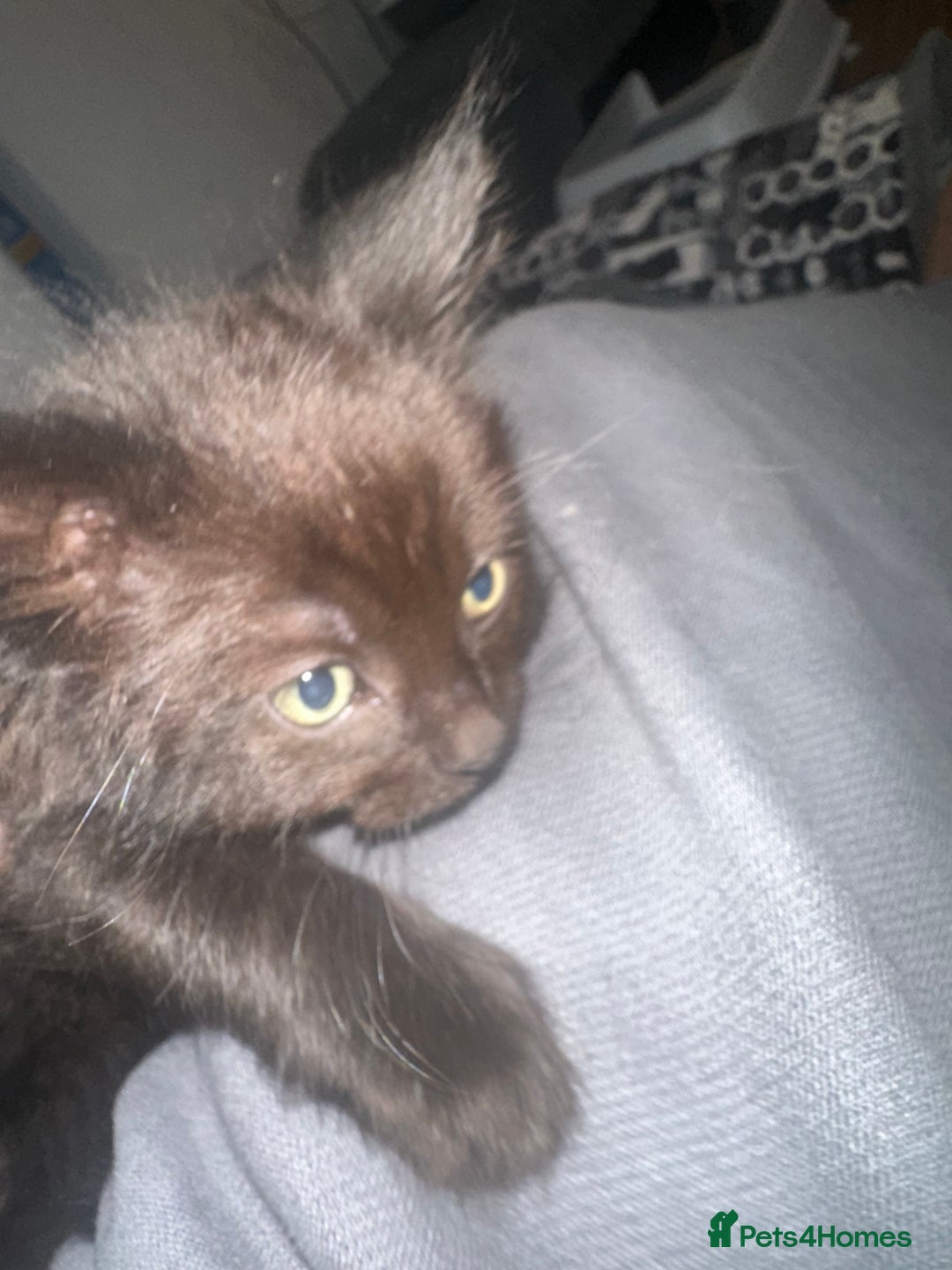 Ragcoon cats for sale: Ragdoll cross - Advert 2