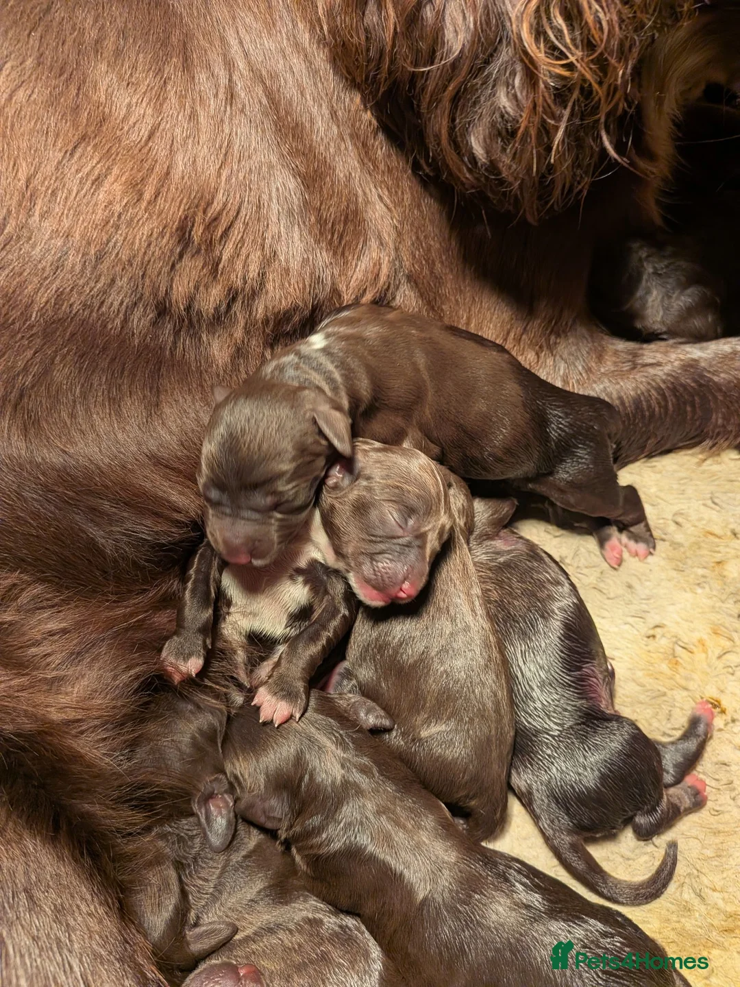 Mixed Breed dogs for sale: Beautiful Sproodle Puppies - Advert 10