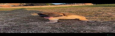 Boerboel Puppy 7