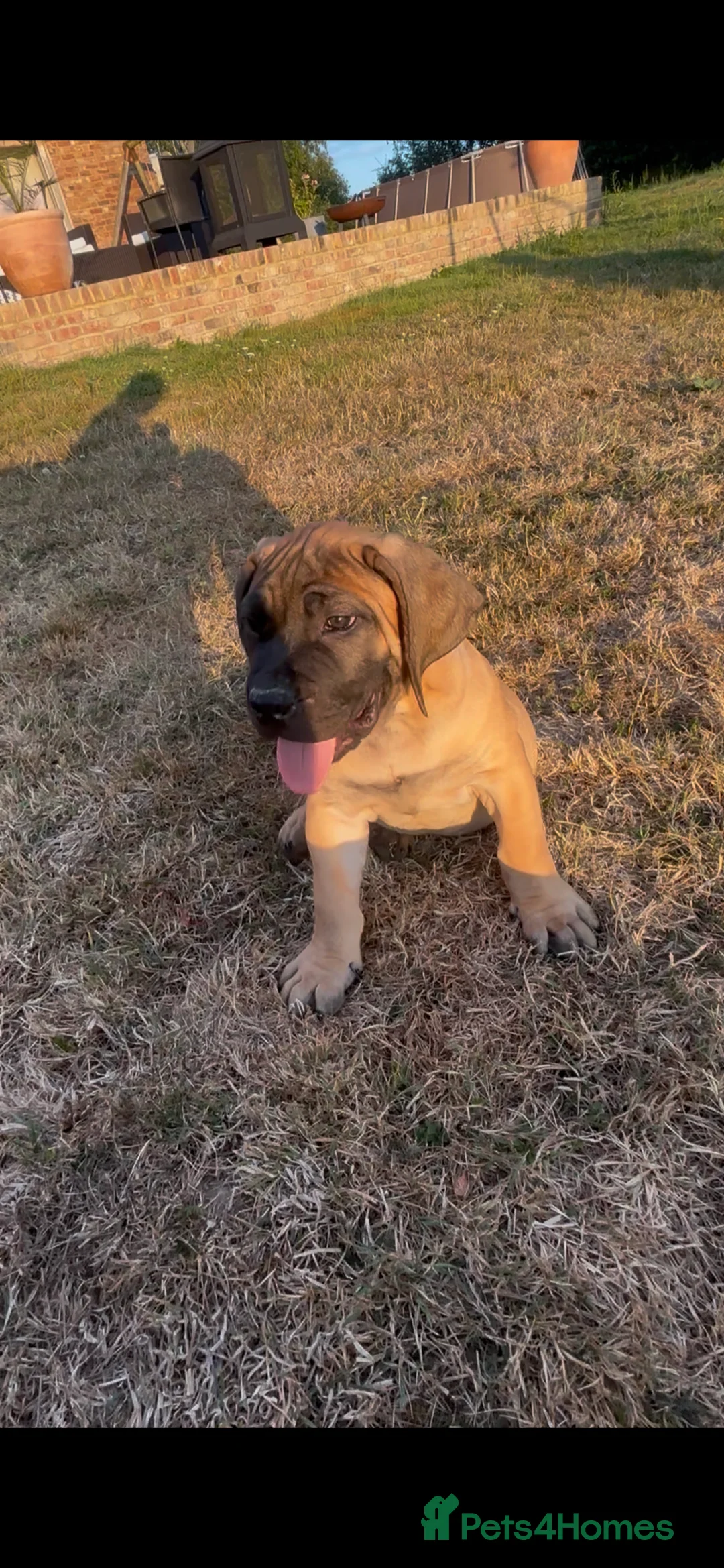 Boerboel dogs for sale: South African boerboel - Advert 2
