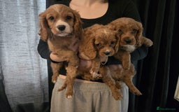 Cavapoo dogs for sale: 3 Red Cavapoo pups for sale - Image 6