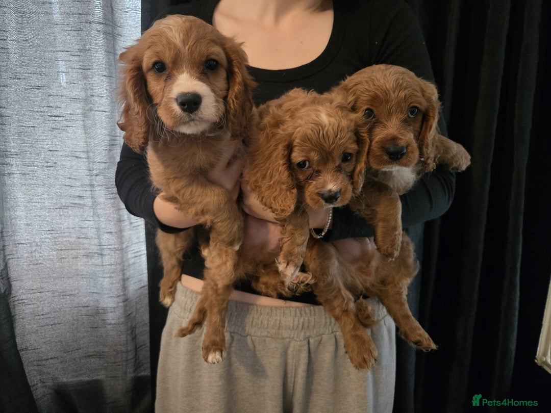 Cavapoo dogs for sale: 3 Red Cavapoo pups for sale - Image 6