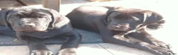 Cane Corso dogs for sale: Cane Corso puppies ready to leave now - Advert 23
