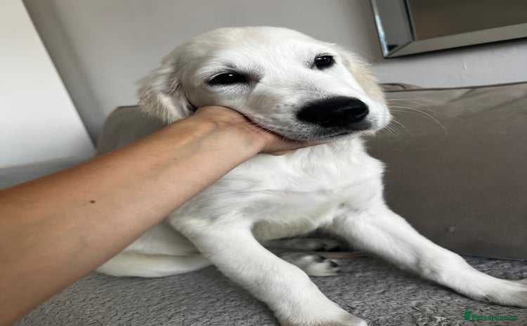 Golden Retriever dogs in Northolt - Advert 3