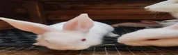 Continental Giant rabbits for sale: Continental giant babies  - Advert 3