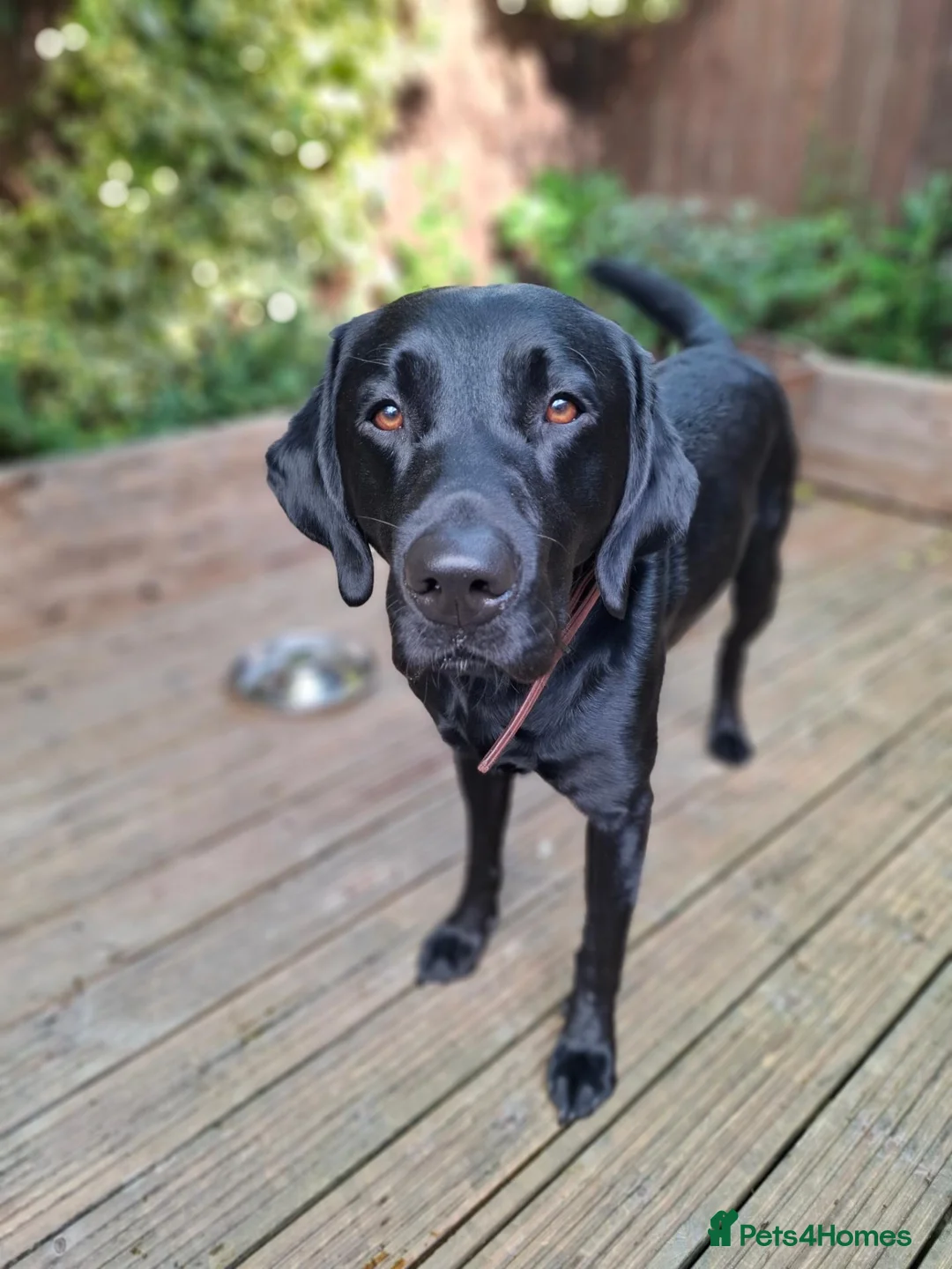 Labrador Retriever dogs for sale: 4 beautiful labrador puppies 1 dog ,3 bitches - Advert 2