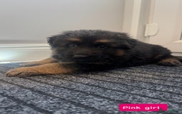 German Shepherd dogs for sale: Long haired German Shepherd puppies - Image 2