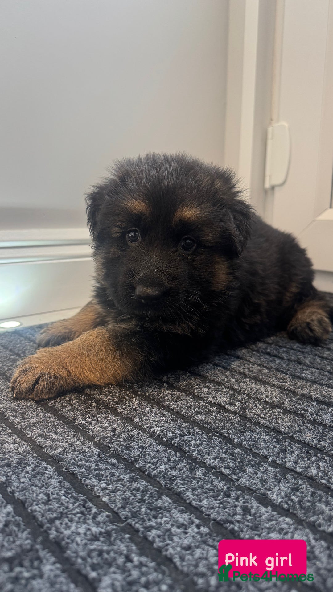 German Shepherd dogs for sale: Long haired German Shepherd puppies - Image 2