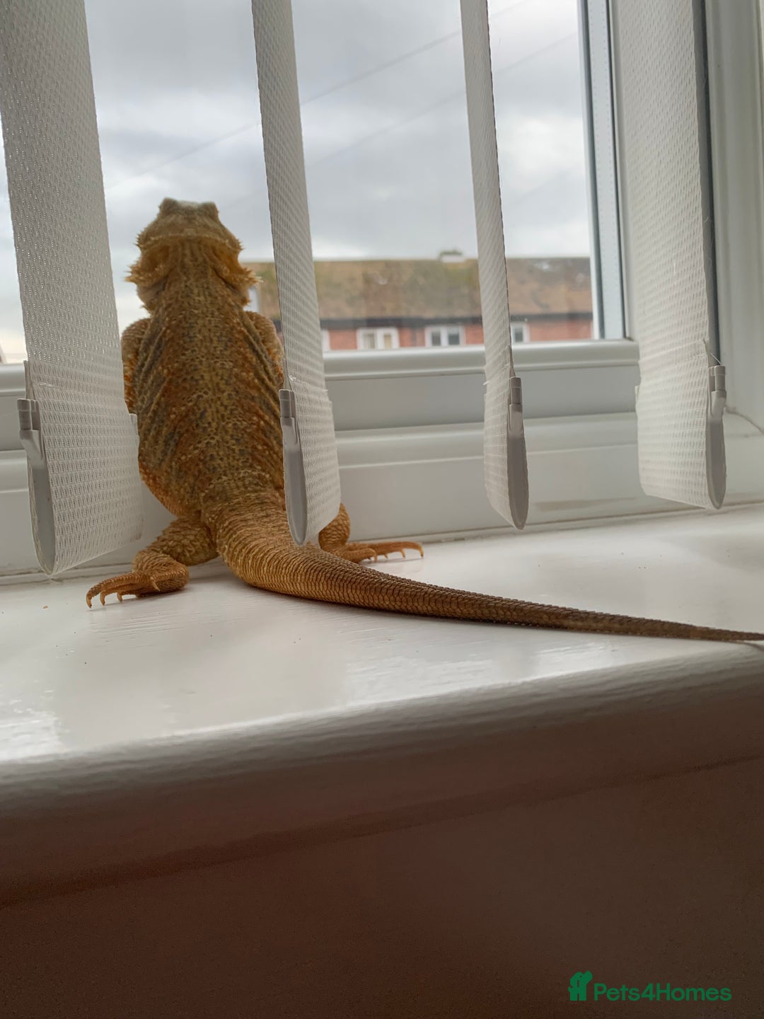 Dragon reptiles for sale: Mia the Beautiful bearded dragon  - Image 17