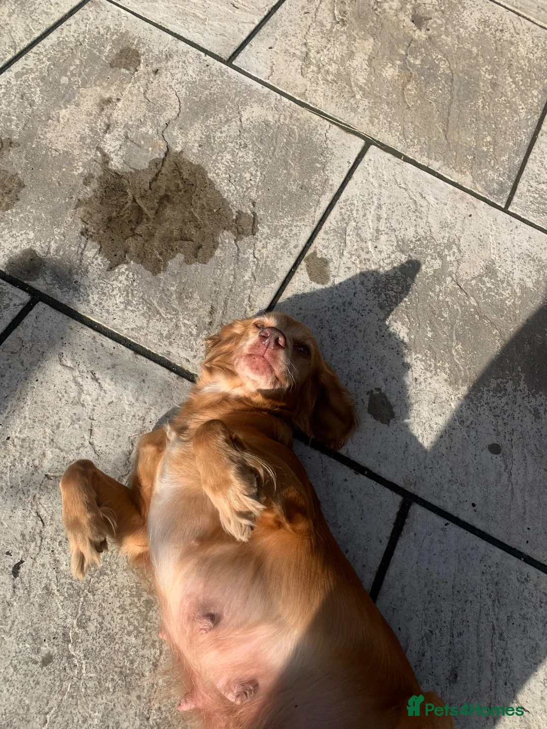 Cockapoo dogs for sale: Gorgeous Merle & Black Cockerpoos  - Advert 2