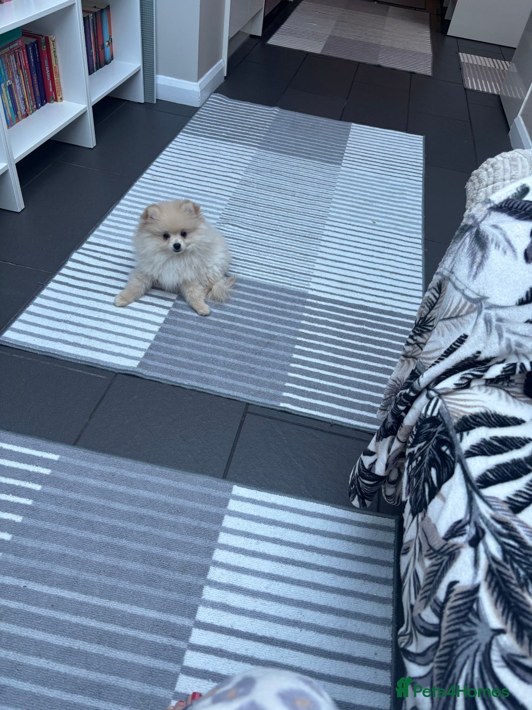 Pomeranian dogs for sale: Pomeranian male pups ready to go  - Advert 5