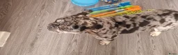 French Bulldog dogs for sale:  Lilac Merle French bulldog  in Chorley - Advert 4