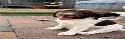 English Springer Spaniel dogs for sale: 1 BOY LEFT READY NOW - KC Springer Spaniel Pups - Advert 23