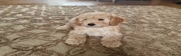 Cockapoo dogs for sale: Beautiful and friendly Cockapoo boy, well handled - Advert 2