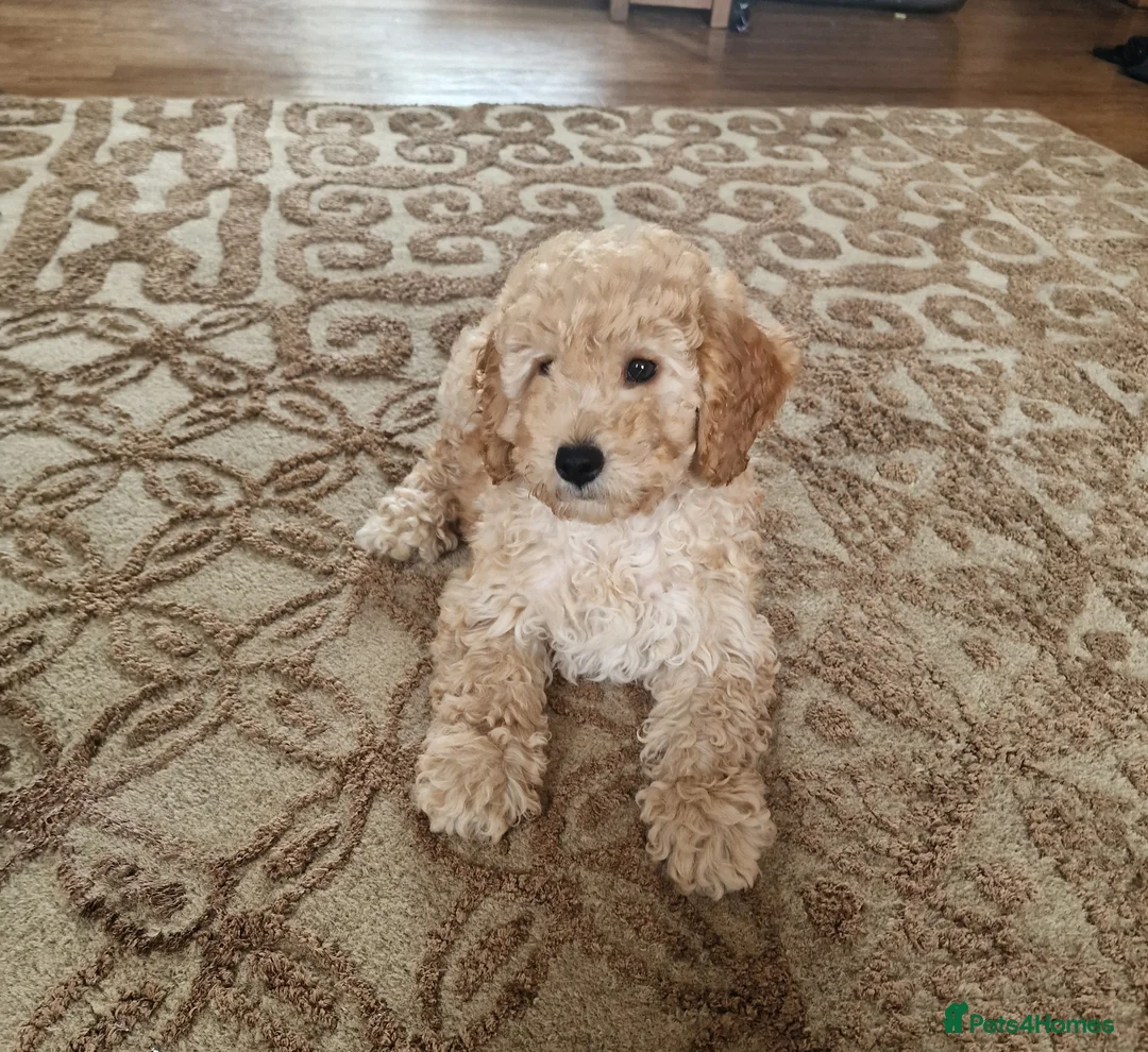 Cockapoo dogs for sale: Beautiful and friendly Cockapoo boy, well handled - Advert 2