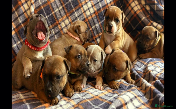 Staffordshire Bull Terrier dogs - Advert 5