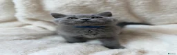 British Shorthair cats for sale: 5 Beautiful Lilac & Blue British Shorthair Kittens - Advert 8