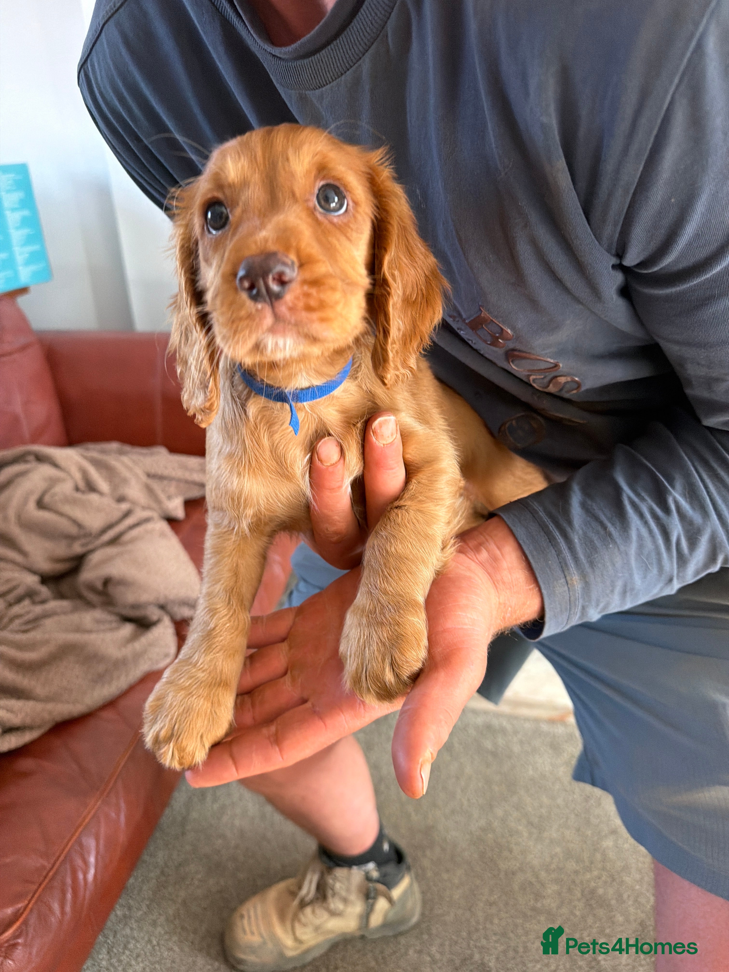 Cocker Spaniel dogs Red KC reg working cocker spaniels  - Advert 2