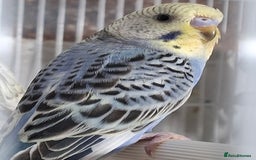 Budgerigars birds for sale: Budgies for sale Birmingham  - Image 11
