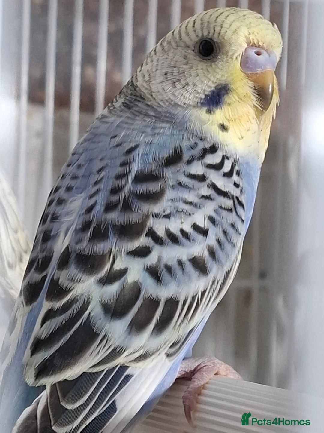 Budgerigars birds for sale: Budgies for sale Birmingham  - Image 11