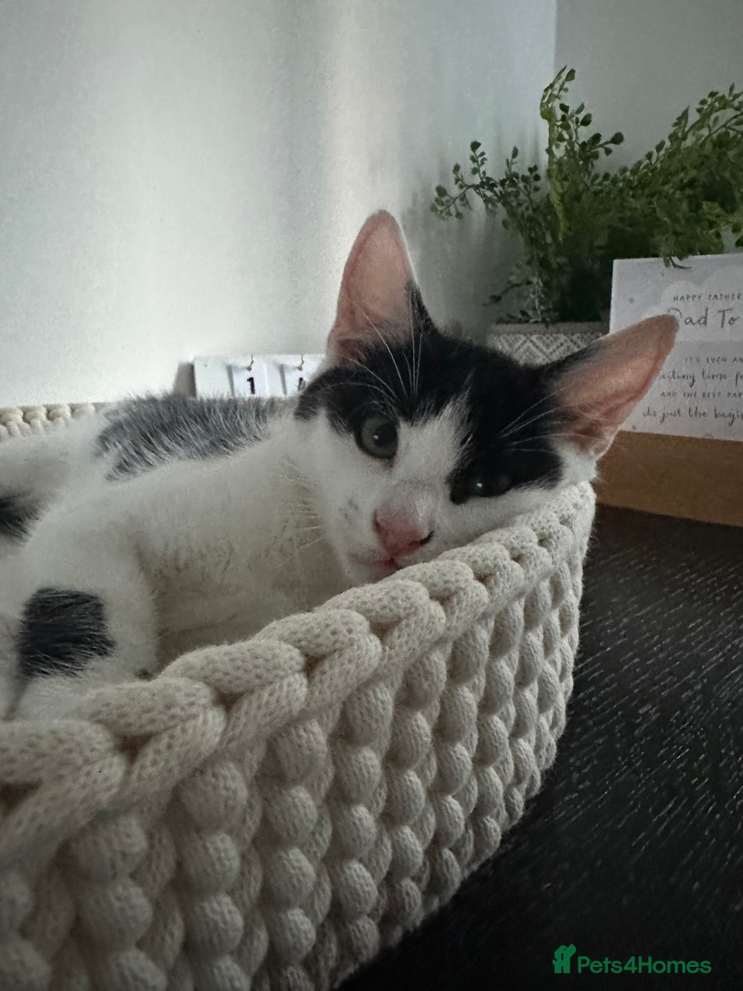 Mixed Breed cats for sale: READY NOW- 2 F Left. Beautiful Natures in Northampton - Image 15