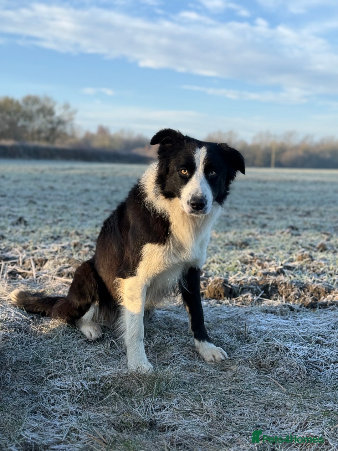 Border Collie dogs for sale: Beautiful KC rough coated border collie puppies  - Advert 8