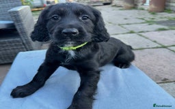 Mixed Breed dogs for sale: Gorgeous litter of 8 x F1 Sprocker Spaniels - Image 8