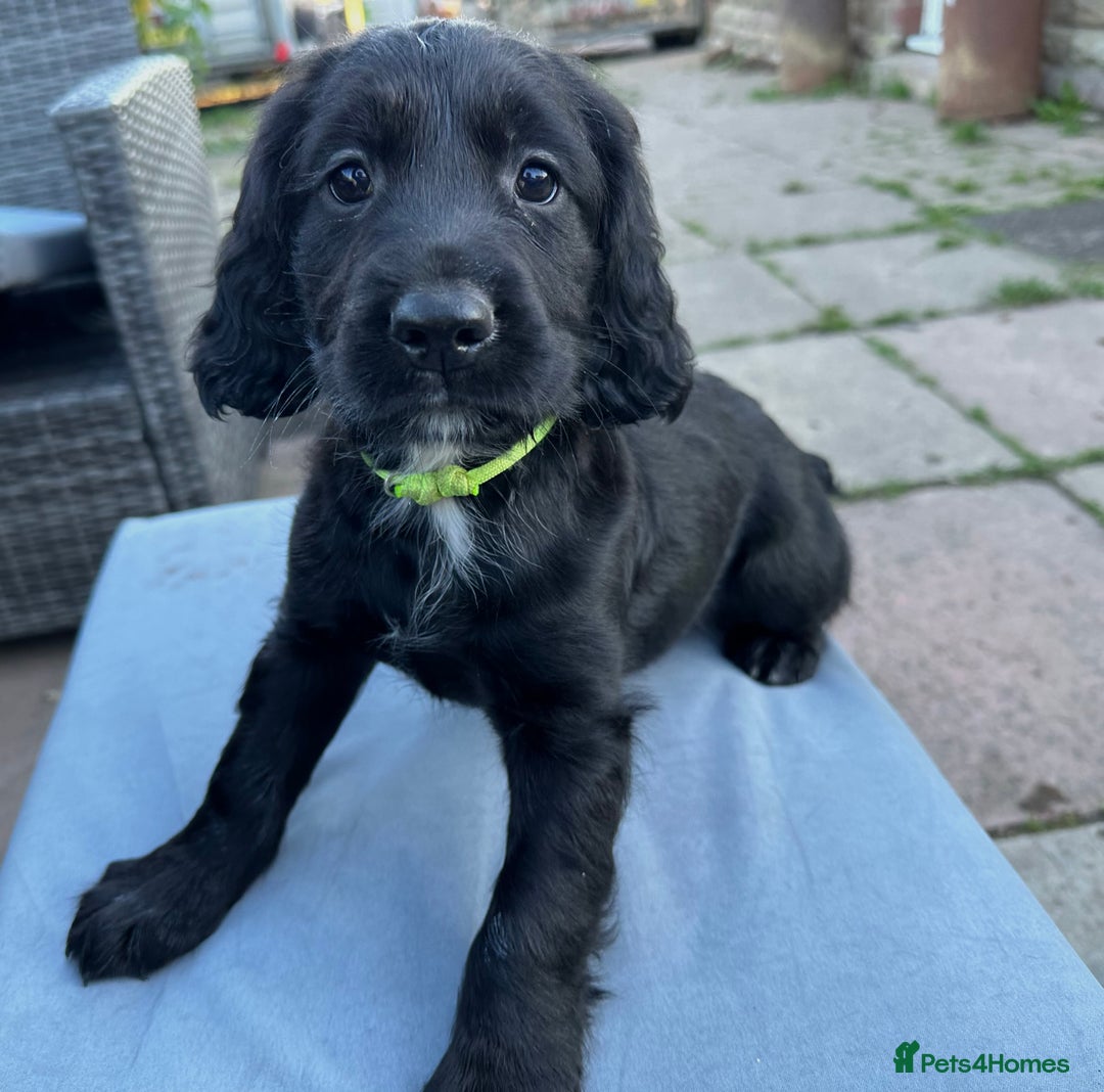 Mixed Breed dogs for sale: Gorgeous litter of 8 x F1 Sprocker Spaniels - Image 8