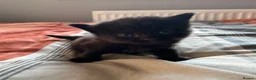 British Shorthair cats for sale: Kittens x4 - Advert 20