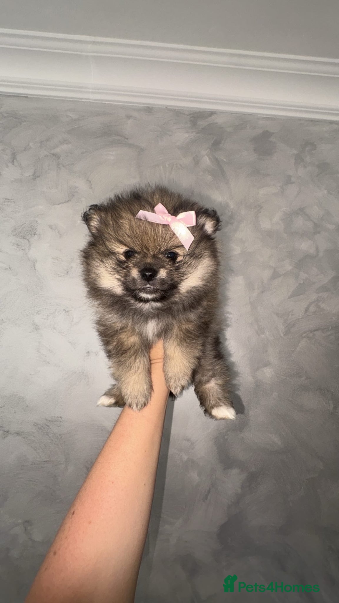 Pomeranian dogs Beautiful tea cup Pomeranian  - Advert 1