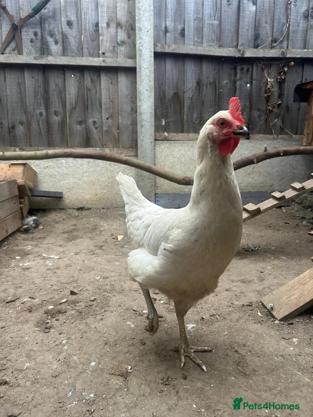 Hens poultry for sale: 4 HENS + 2 CHICKS FOR SALE 🐣 in London - Advert 1